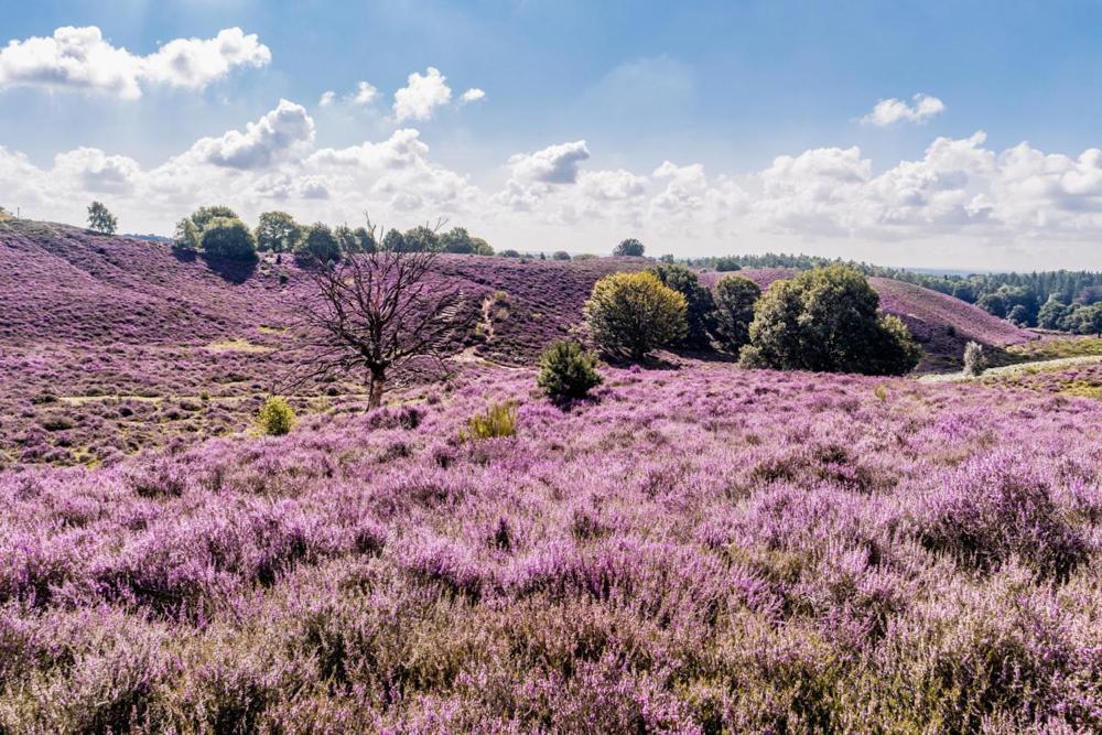 Sfeervolle Chalet Op De Veluwe In Hoenderloo Hotel Zewnętrze zdjęcie