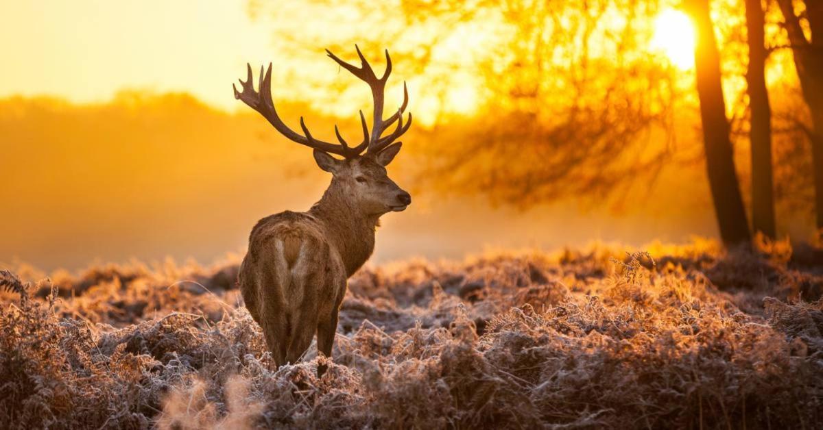Sfeervolle Chalet Op De Veluwe In Hoenderloo Hotel Zewnętrze zdjęcie